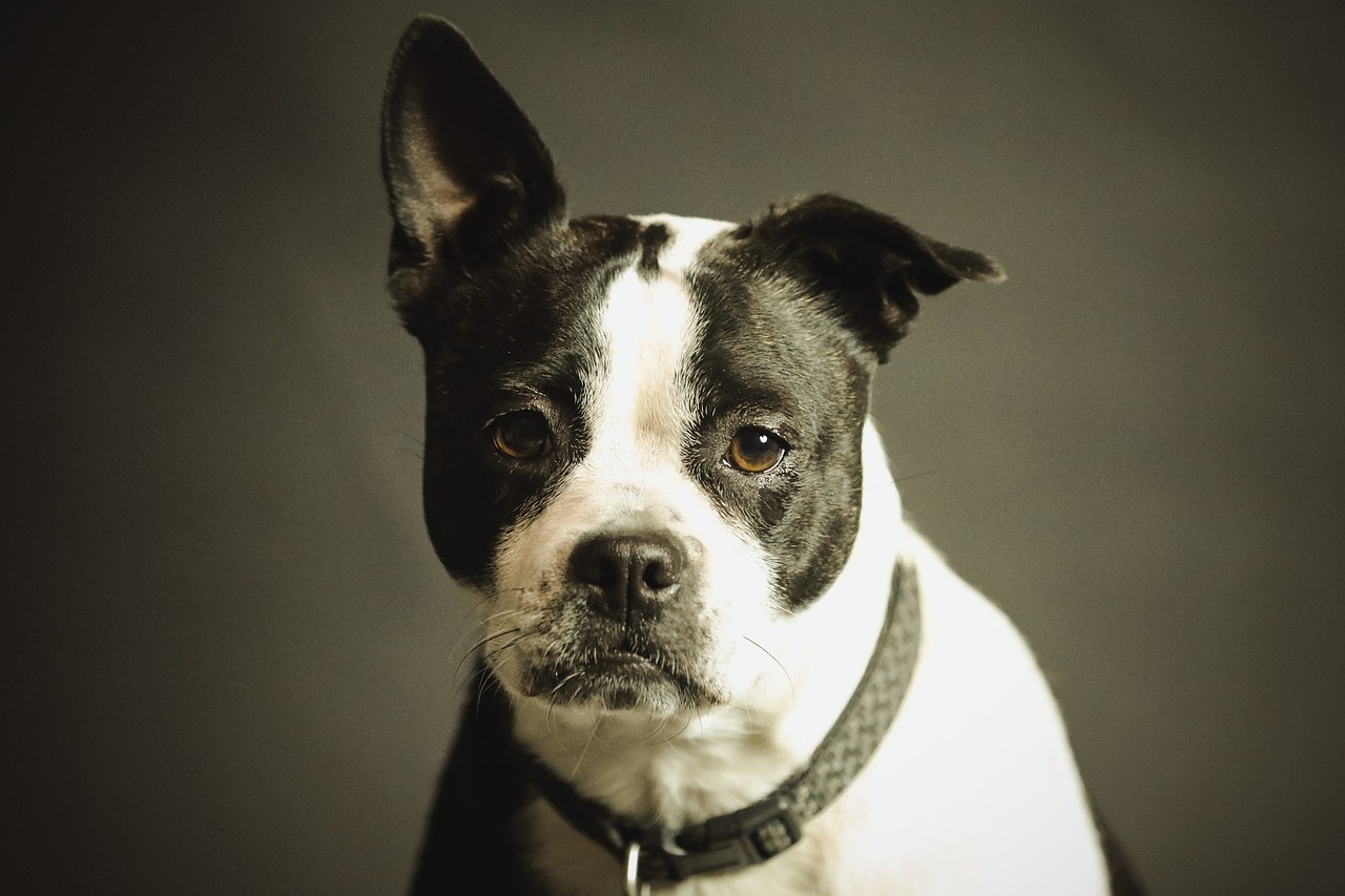 Top 5 Smart Collars That Will Transform Your Pet's Safety