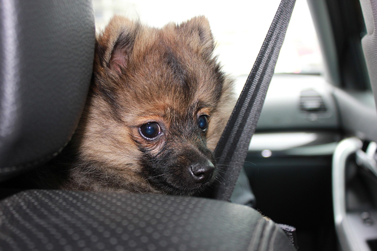 Traveling Tails: How to Keep Your Pet Safe in the Car