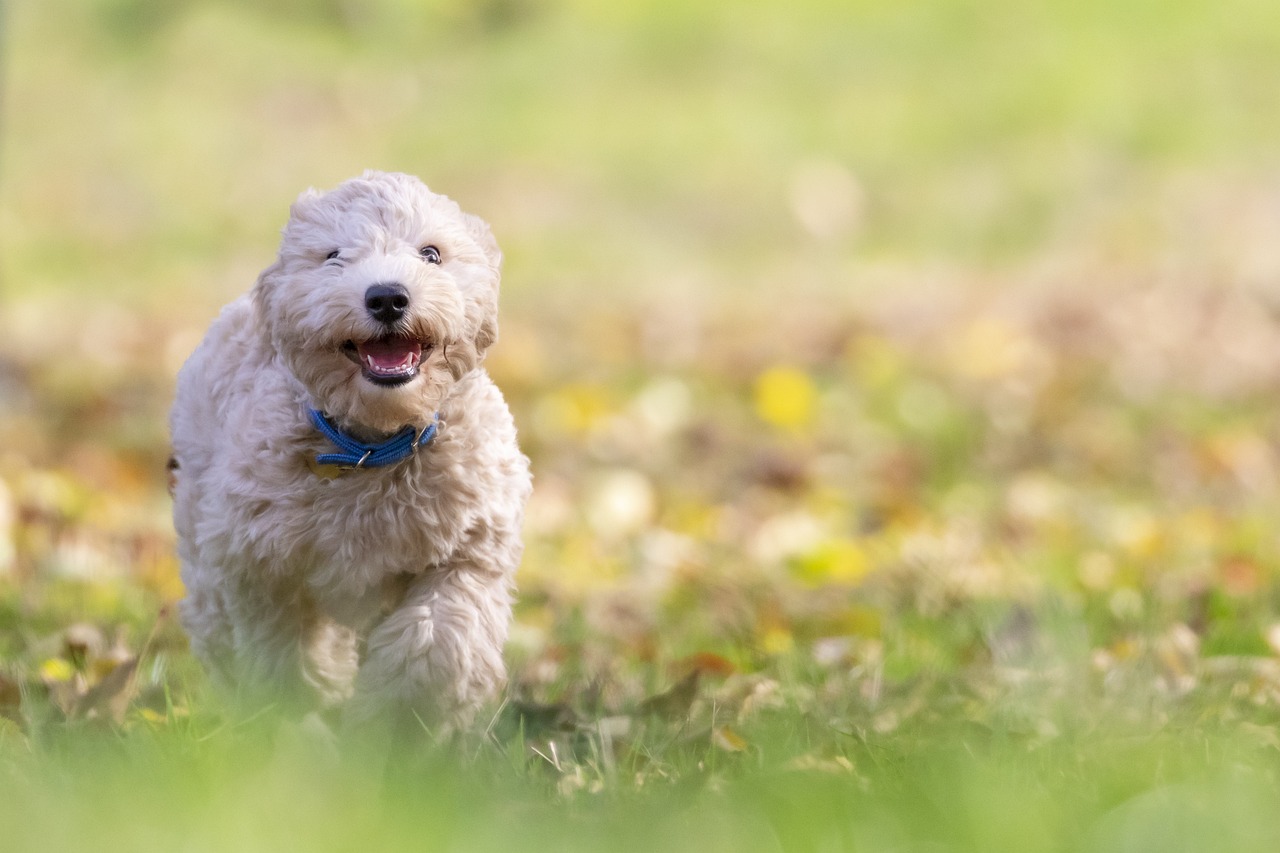 Unleash the Fun: Best Interactive Pet Toys for Happy Dogs